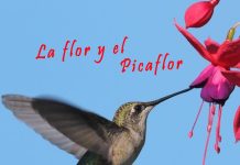 David Alvarez – La Rosa y el Picaflor feat. Miriela Zare