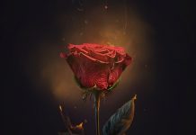Mercadonegro – Enamorado feat. Isaac Delgado